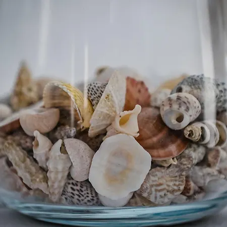 Appartement Festini *